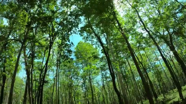 在森林中开车的景色视频素材