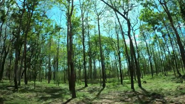 在森林中开车的景色视频素材