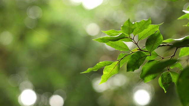 澳大利亚热带雨林的树叶和降雨特写视频素材