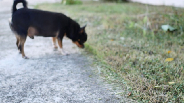 小黑短毛公吉娃娃犬视频素材