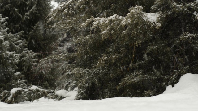 下雪的圣诞树。视频下载