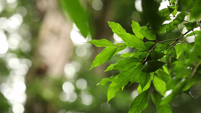 澳大利亚热带雨林的树叶和降雨特写视频素材