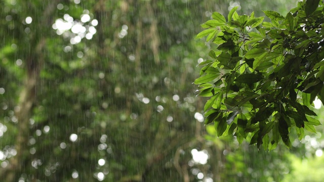 澳大利亚热带雨林的树叶和降雨特写视频素材