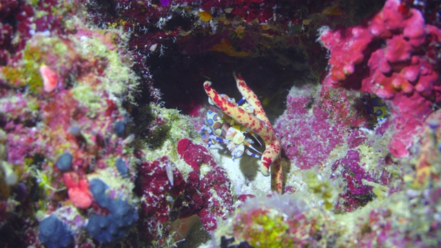 丑角虾抓海星当午餐视频素材