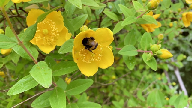 给金丝桃花授粉的大黄蜂视频素材