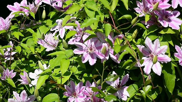 夏季花园的花视频素材