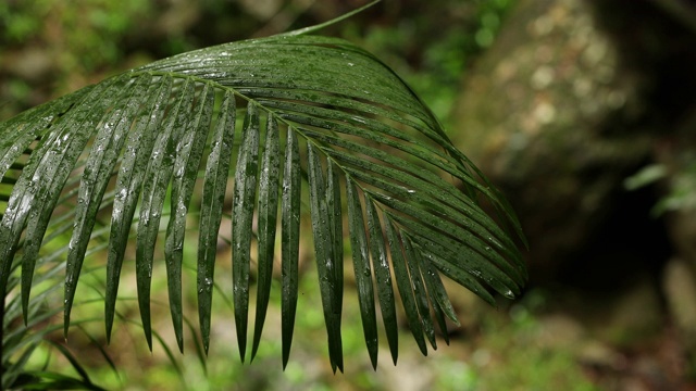 近距离观察澳大利亚热带雨林中的棕榈叶和降雨视频素材