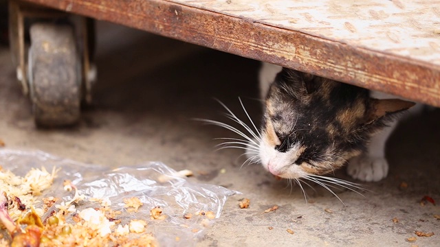 在街上吃猫肉。流浪的饿猫在外面吃饭。喂流浪动物。特写镜头。垃圾堆上的野猫。夏天,白天。视频素材