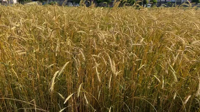 初夏的麦田在风中摇曳视频素材