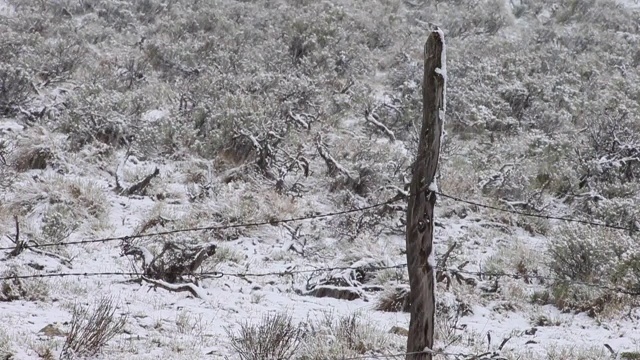 春天的降雪视频素材