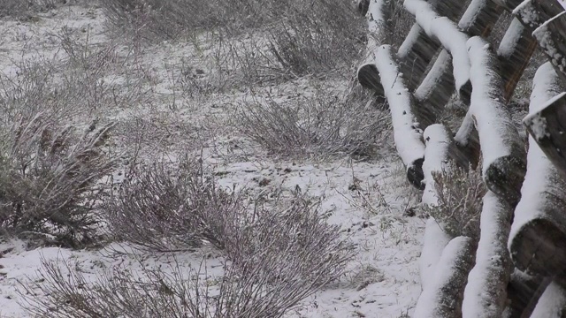 春天的降雪视频素材