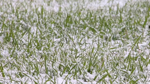 春天的降雪视频素材