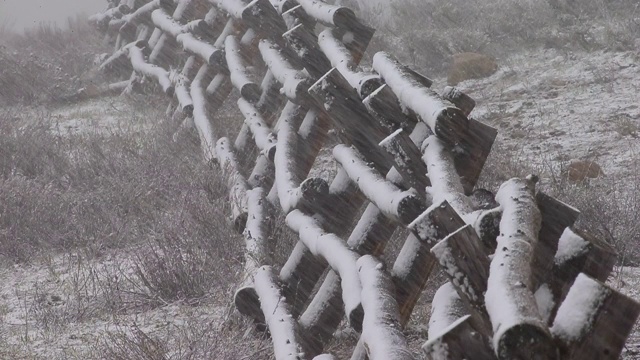 春天的降雪视频素材