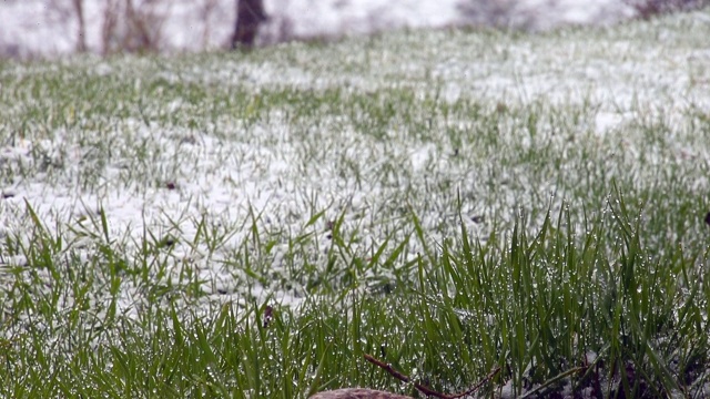 春天的降雪视频素材