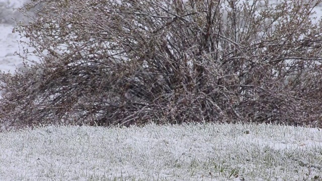 春天的降雪视频素材