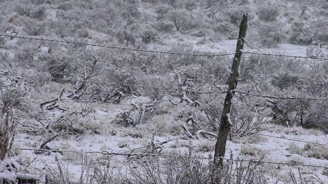 春天的降雪视频素材