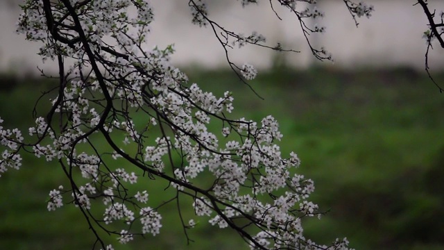 花瓣从树枝上脱落下来视频素材