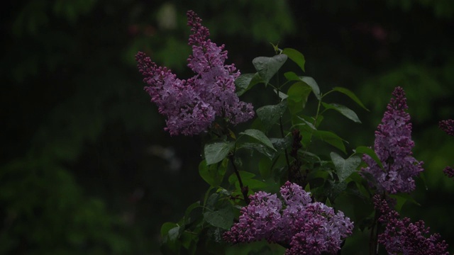 雨中的丁香花视频素材