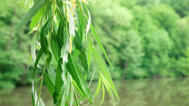 树枝与树叶特写视频素材