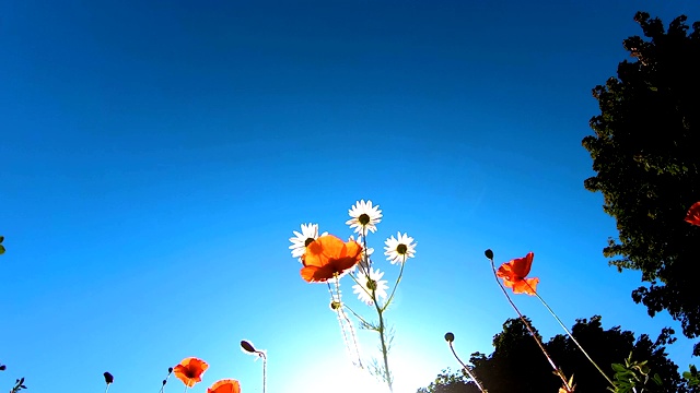 爱沙尼亚花园中的白色雏菊和红色雏菊视频素材