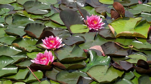 池塘里美丽的粉红色荷花视频素材