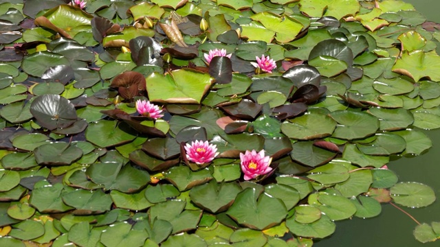 池塘里美丽的粉红色荷花视频素材