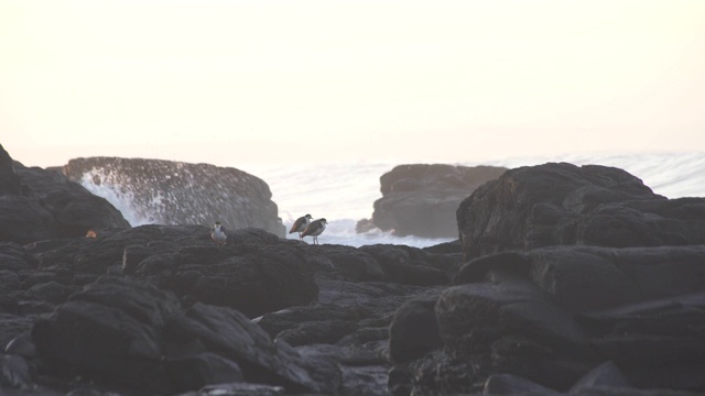 一群蒙面田凫(Vanellus miles)在海岸上视频素材