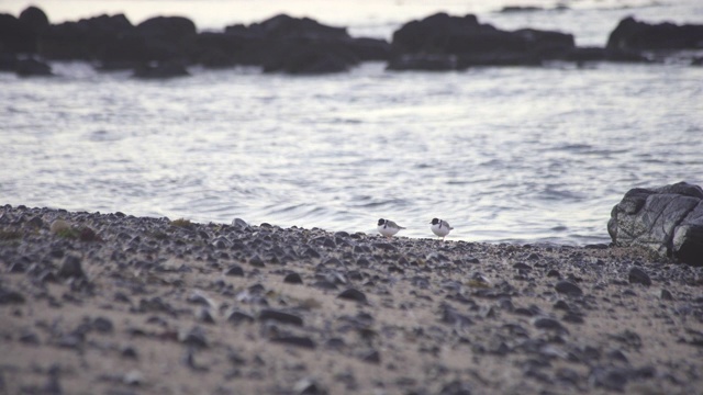 在岸边的冠鸻(Thinornis rubricollis视频素材