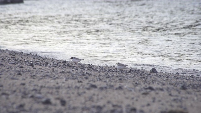 在岸边的冠鸻(Thinornis rubricollis视频素材