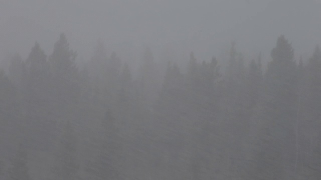 春天的降雪视频素材