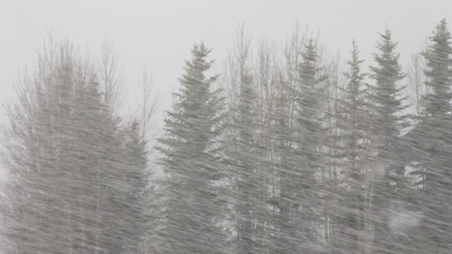 春天的降雪视频素材