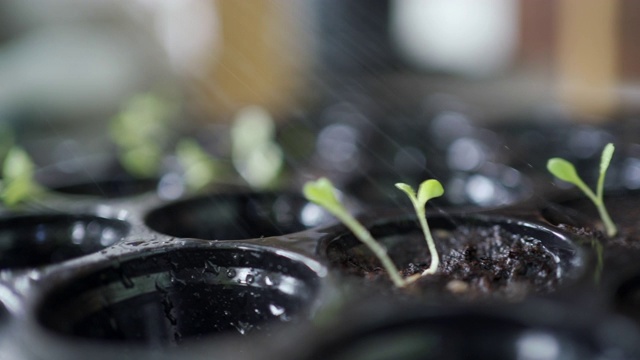 4K浇水蔬菜或水果芽视频素材