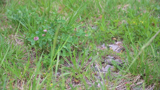 卵石和草地上的小花散布在野生草地上视频素材