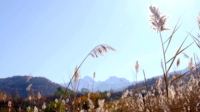 芦苇山阳光视频素材