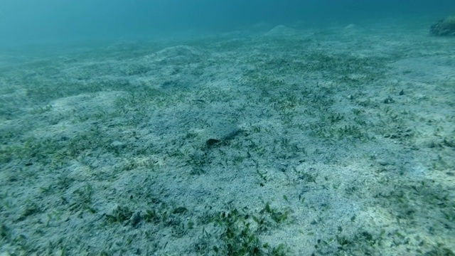 在阳光下，比目鱼在覆盖着绿色海草的沙质海底快速游动。跟随拍摄，高角度拍摄。埃及红海的豹纹比目鱼视频素材