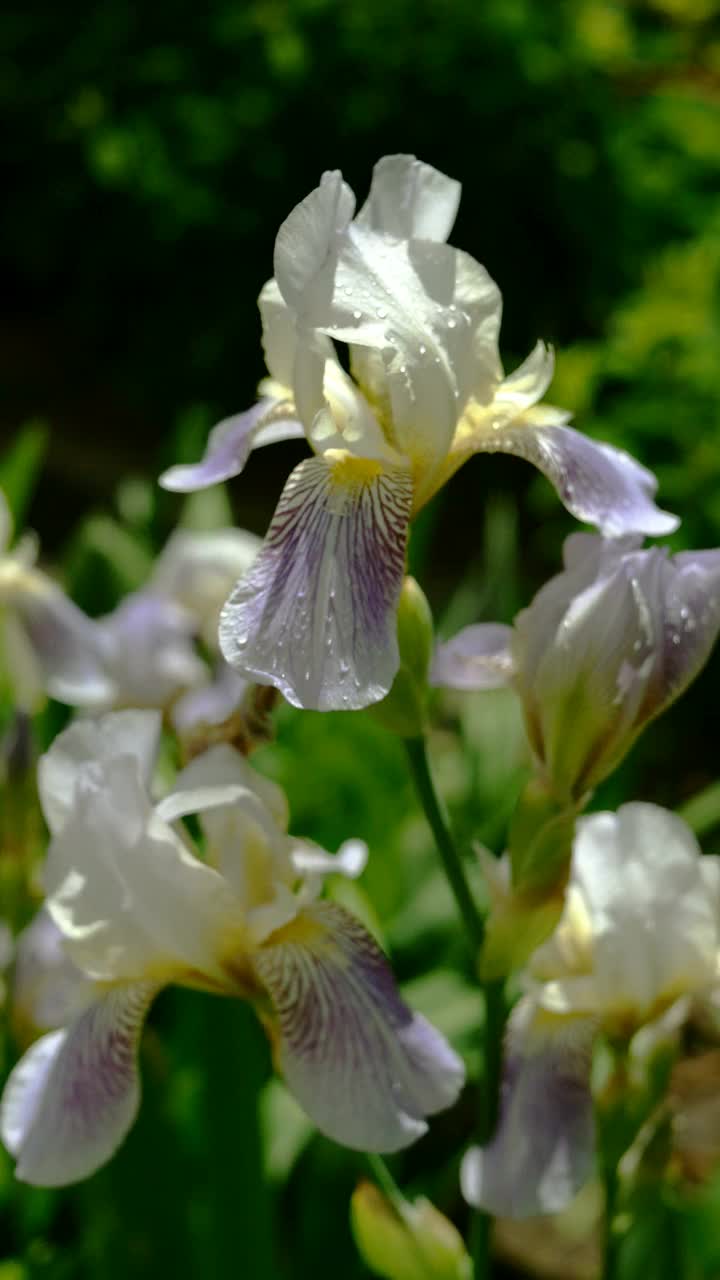 紫色蝴蝶花花瓣上有雨滴生长在花坛或后院。视频素材