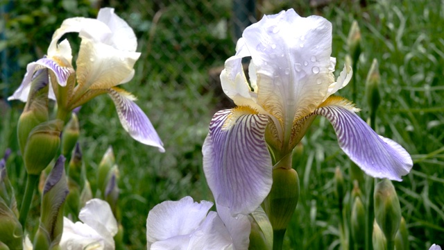 紫色蝴蝶花花瓣上有雨滴生长在花坛或后院。视频素材