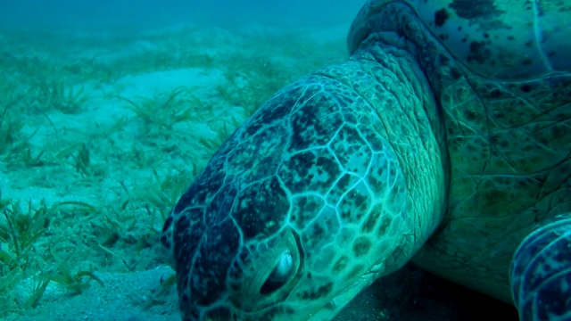 海龟吃绿色的海草在沙地底部的极端特写肖像。绿海龟(Chelonia mydas)，埃及红海视频素材