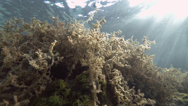 海与褐藻囊藻。水下拍摄视频素材