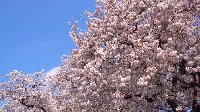 日本东京的樱花视频素材