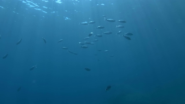 鱼群游泳在蓝色的水背景。鞍鲷，鞍鲷或扁鲷(黑扁鲷)地中海视频素材