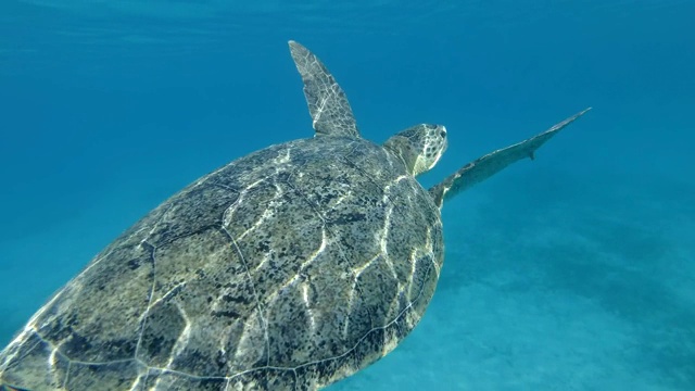 海龟带着壳下的鮣鱼在水柱中慢慢游动。绿海龟(Chelonia mydas)和鮣鱼(Echeneis naucrates)，红海，埃及视频素材