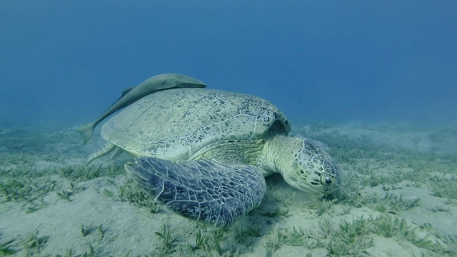 慢镜头，海龟和两只带壳的鮣鱼在沙地上吃绿色的海草。特写绿海龟(Chelonia mydas)，红海，埃及视频素材