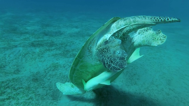 慢动作，正面肖像的小海龟与鱼壳下的沙底。绿海龟(Chelonia mydas)和鮣鱼(Echeneis naucrates)，红海，埃及视频素材