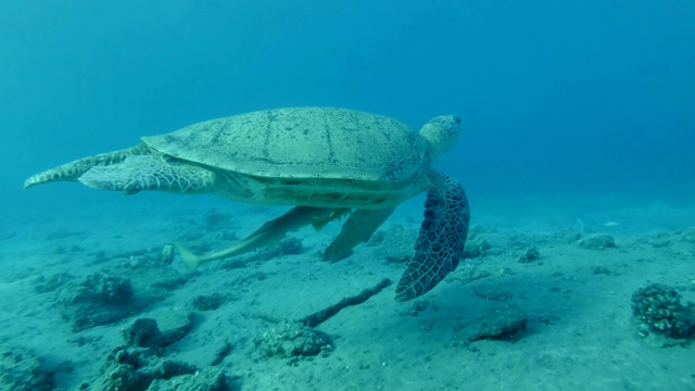 海龟和两只带壳的鮣鱼在海床上的蓝色海水中慢慢地游动。绿海龟(Chelonia mydas)和鮣鱼(Echeneis naucrates)，红海，埃及视频素材