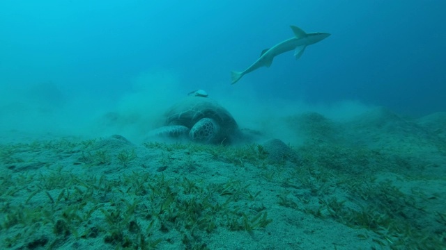 两只鮣鱼在蓝色的水里围着她游着。绿海龟(Chelonia mydas)和鮣鱼(Echeneis naucrates)，红海，埃及视频素材