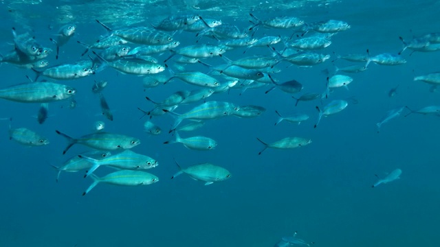 School of Lunar Fusilier (Caesio lunaris)缓慢地在蓝色的水面下游泳。埃及红海视频素材