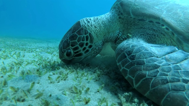 慢镜头，特写描绘了一只绿海龟(Chelonia mydas)急切地吃绿色的海草在沙底。埃及红海视频素材