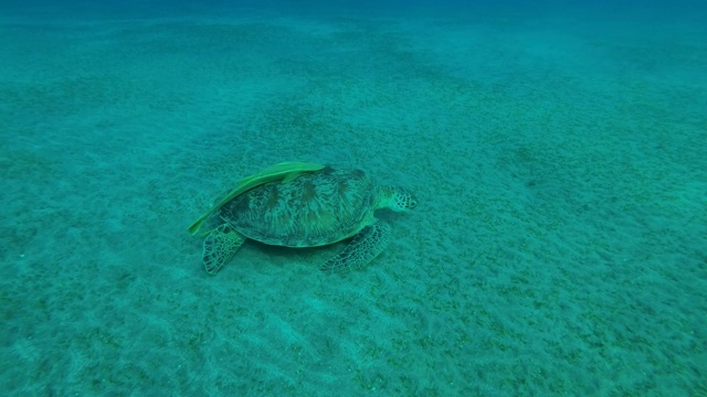 慢镜头中，年幼的绿海龟(Chelonia mydas)和壳上的鱼(Echeneis naucrates)在深海的沙底吃绿色的海草。埃及红海视频素材