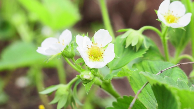 白色的草莓花是春天开花的植物。夏天开花植物，阳光灿烂的日子视频素材